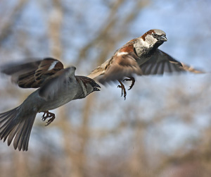 sparrows