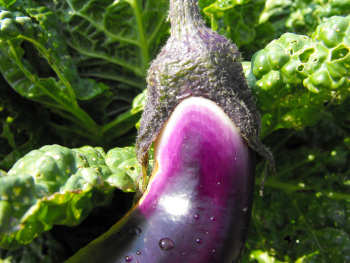 Eggplant