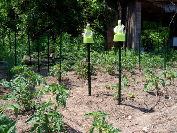 Staking tomatoes