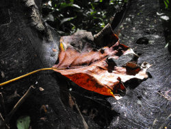 Leaf Web