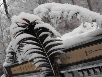 Turkey feathers in the snow