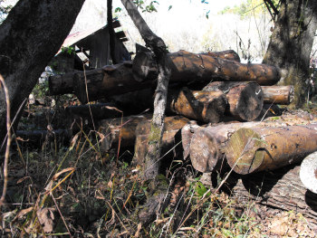 Shiitake logs