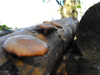 Shiitakes on logs