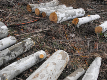 Sycamore logs for shiitake mushrooms