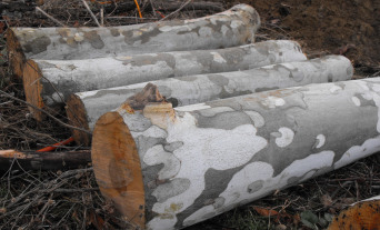 Sycamore logs for shiitake mushrooms