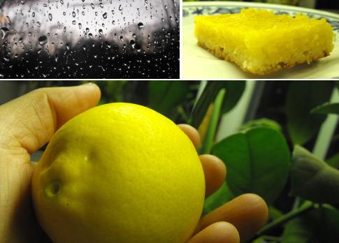 Meyer lemon fruit, meyer lemon bar