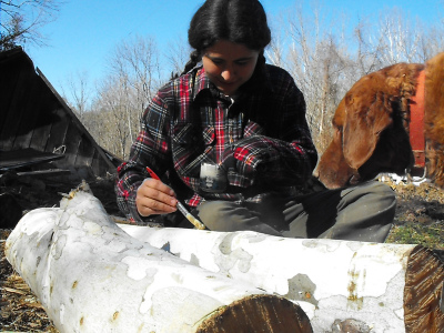 painting wax over the plugs in a shiitake log