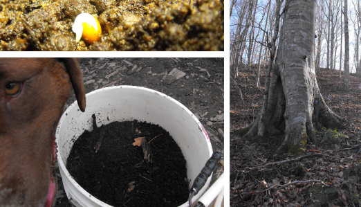 Gathering stump dirt for potting soil