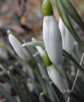 Blooming snowdrop