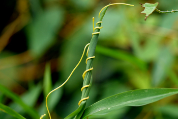 Dodder, a parasitic plant