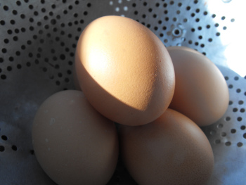 Brown eggs