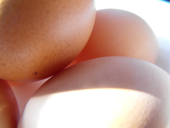 Eggs