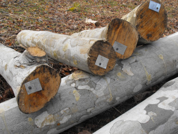 Tagged and innoculated mushroom logs