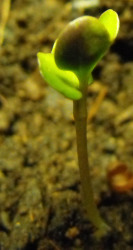 Broccoli seedling