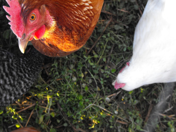Chickens eating chickweed