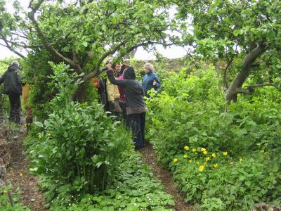 Forest garden