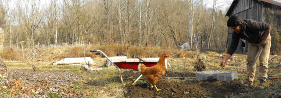 Planting a raised bed with a hen