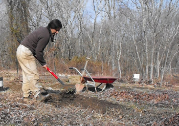 Raking no-till beds to prepare for planting