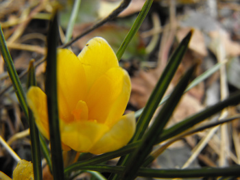 First crocus