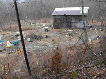 The young orchard which we'll be turning into a forest garden.