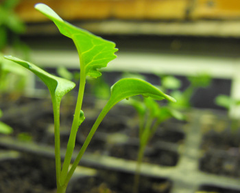 Broccoli seedling