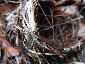 Fallen bird's nest