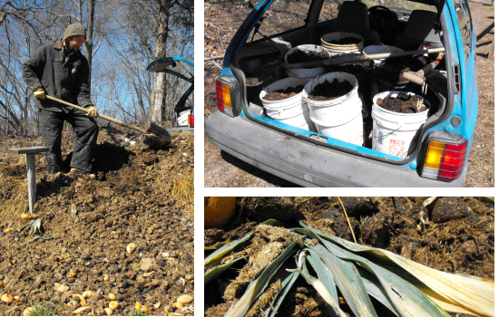 Hauling manure for the garden