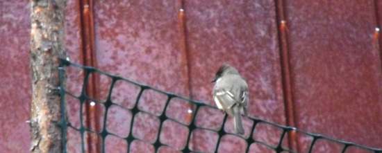 Eastern Phoebe on the pea trellis