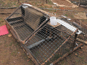 chicken tractor plastic netting
