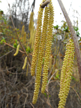 Blooming hazel