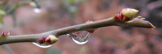 Blueberry twig in the rain