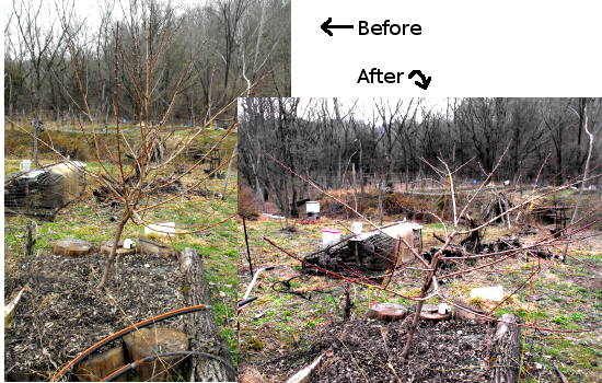 Pruning the peach