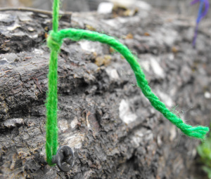 Training fruit trees with screws attached to the raised bed frame.