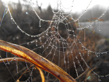 Dewy spiderweb