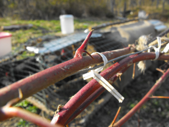 Using a twist tie to train berries.