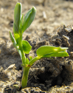 Snow pea seedling coming up