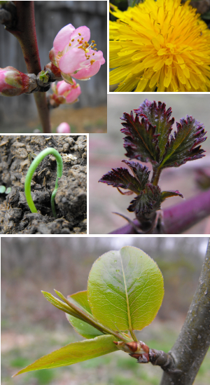 Blooming dandelion and nectarine, onion seedlings, and new pear and blackberry leaves.