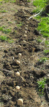 Placing seed potatoes in a row.