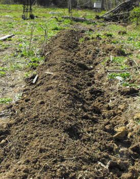 Mounding dirt over the seed potatoes.