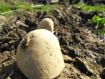 Seed potato section.