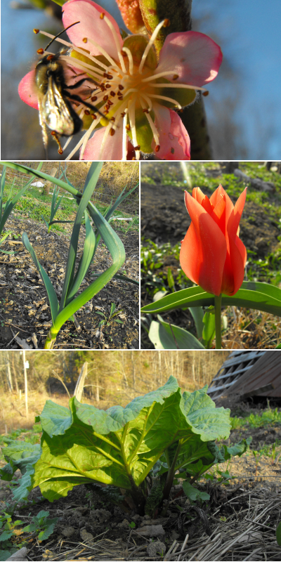 bee, peach blossom, garlic, tulip, and rhubarb