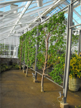 Espaliered fruit trees at Longwood Gardens