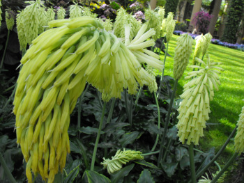 Flowers at Longwood Gardens