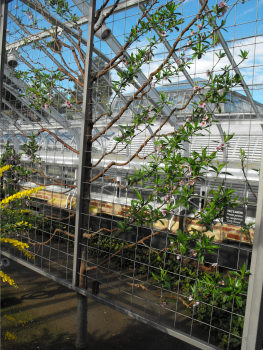 Espaliered nectarine at Longwood Gardens