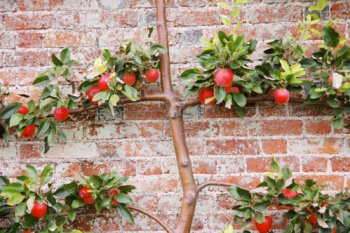 Espaliered fruit tree