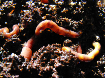 Worms from our worm bin