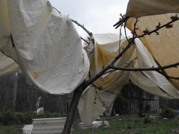 Peach trees wrapped with sheets to protect them from the frost.