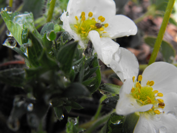 First strawberry blooms