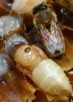 Varroa mite