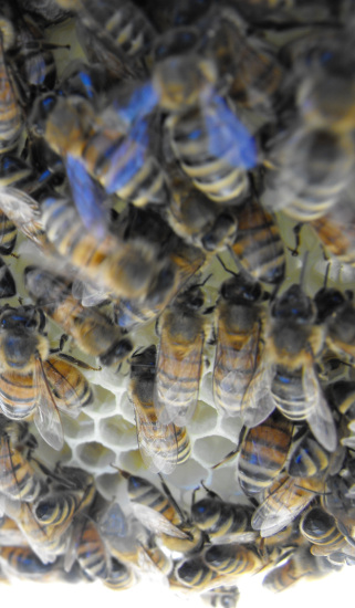 Bees building a new comb.